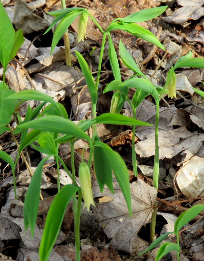 Uvularia sessilifolia - Click Image to Close